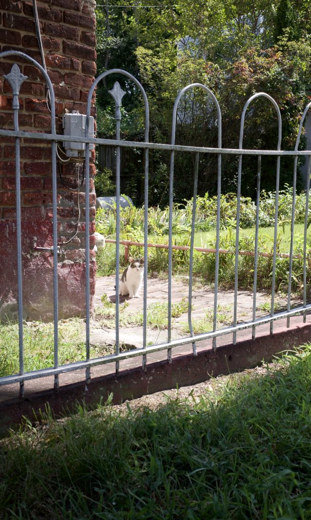 A small, skeptical cat watches from a back yard behind an iron fence