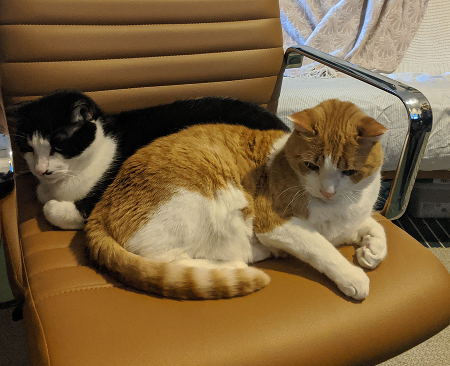 Marshall & PB in my new desk chair