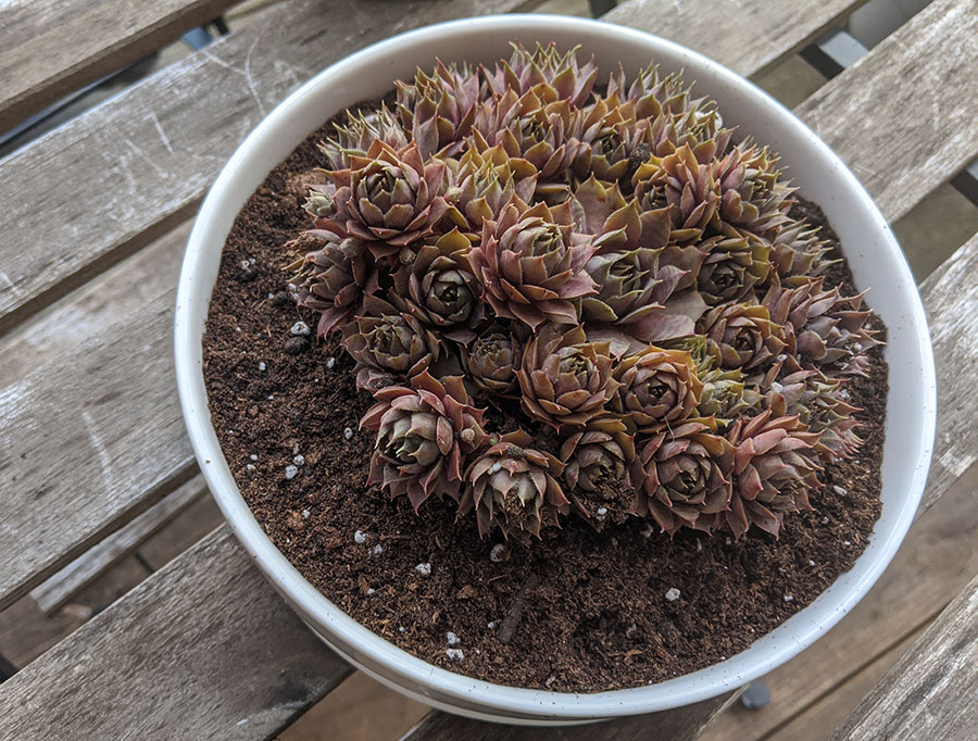 Repotted succulent