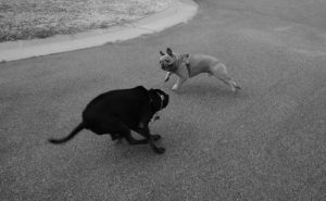 Two dogs playing, in action